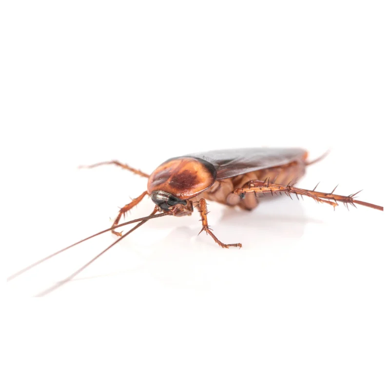 cockroach
