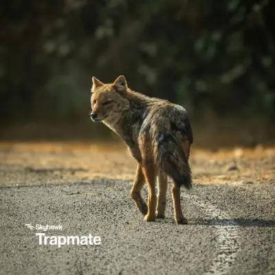 CoyoteTrapmate