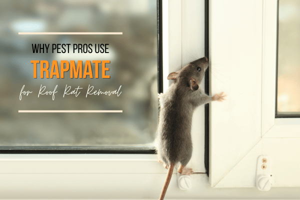 Why Pest Control Professionals Use Trapmate for Roof Rat Removal